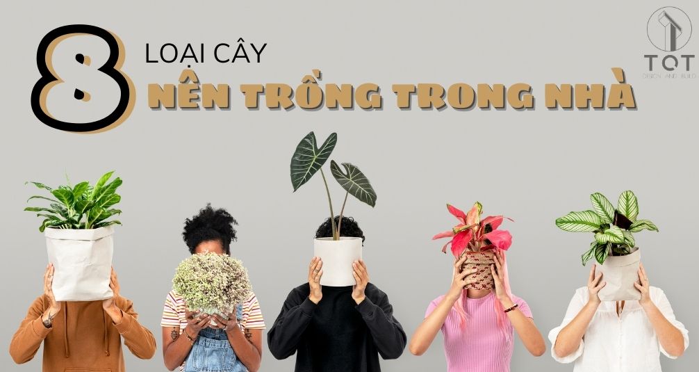 8 Loại cây nên trồng trong nhà