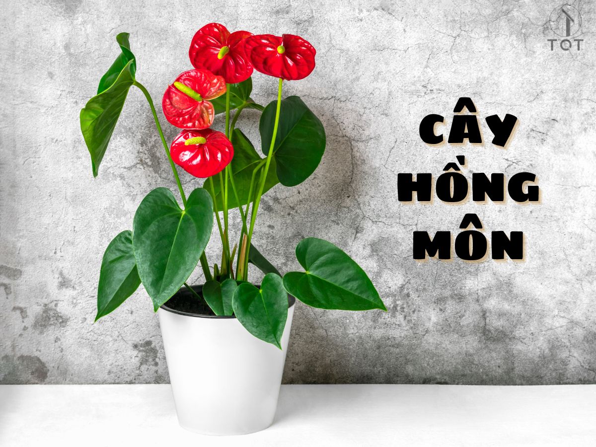 Kiến trúc TQT chuyên thiết kế kiến trúc nội thất và xây nhà trọn gói cho các công trình nhà phố, biệt thự
