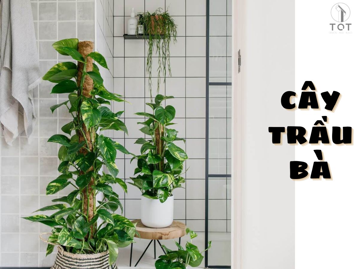 Kiến trúc TQT chuyên thiết kế kiến trúc nội thất và xây nhà trọn gói cho các công trình nhà phố, biệt thự