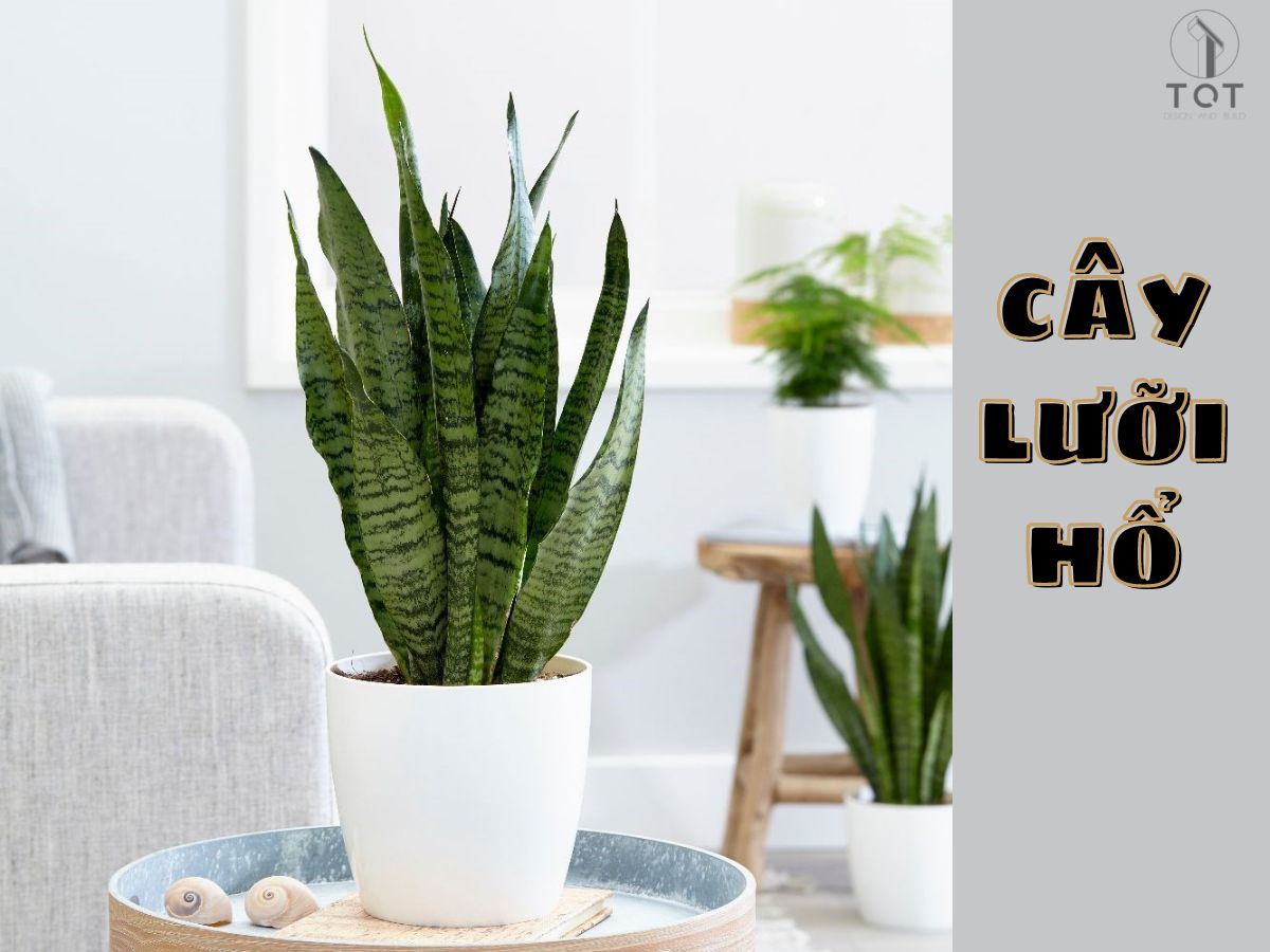 Kiến trúc TQT chuyên thiết kế kiến trúc nội thất và xây nhà trọn gói cho các công trình nhà phố, biệt thự